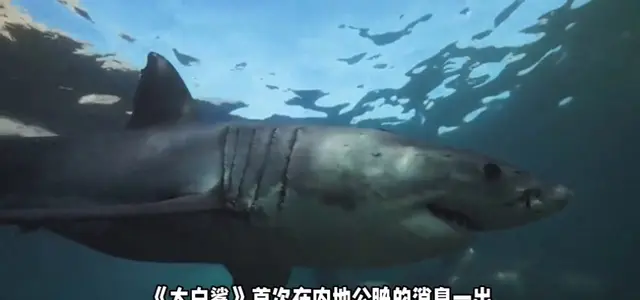 《大白鲨》内地首次公映，1975年经典惊悚片登陆院线 _ 资讯配图